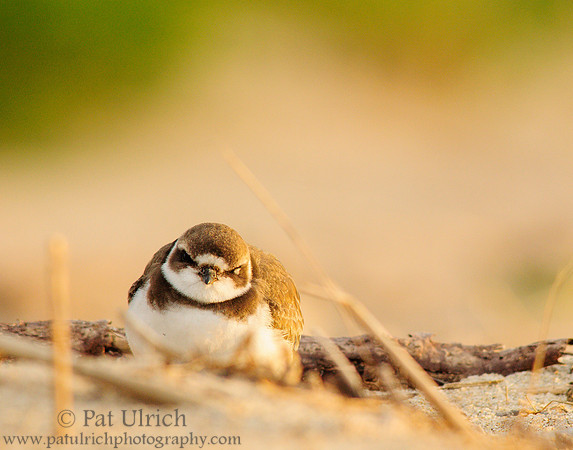 Winking plover behind the dune