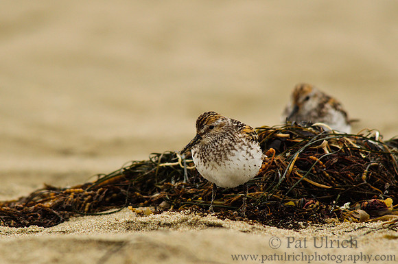 Sandpiper with kelp