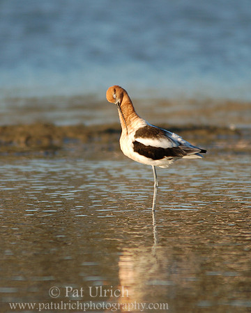 Preening portrait