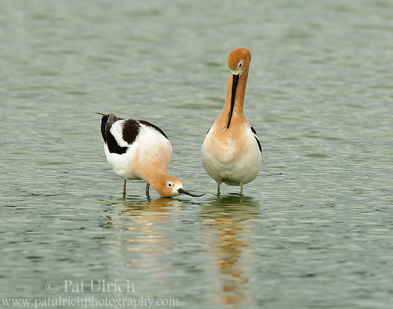 American avocet mating ritual #3