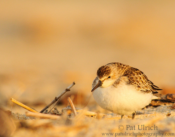 Fluffled up sandpiper at sunset