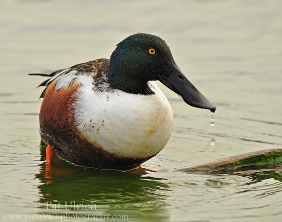 Shoveler drake with water droplets 2