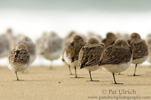 Dunlin stand apart
