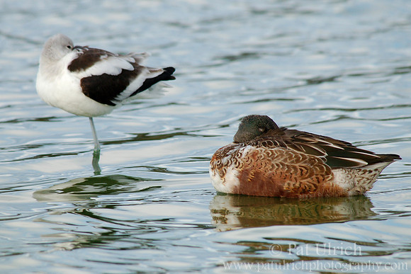 Shoveler and avocet