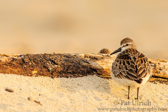 Sandpiper over the shoulder