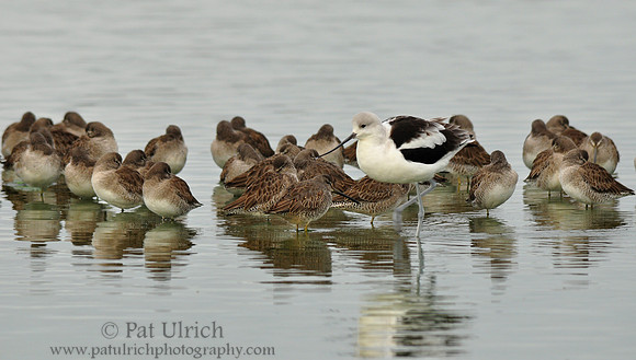 Standing out in the crowd