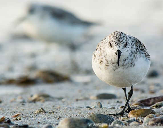 Sanderling at sunset