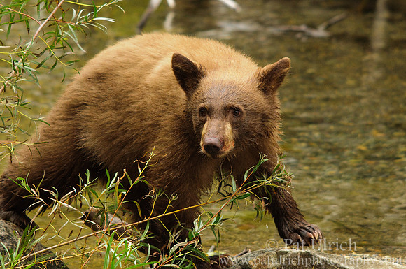 Cub steps out