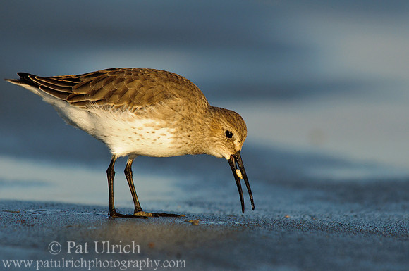 Dunlin about to swallow a clam