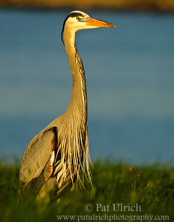 Great blue heron stands tall