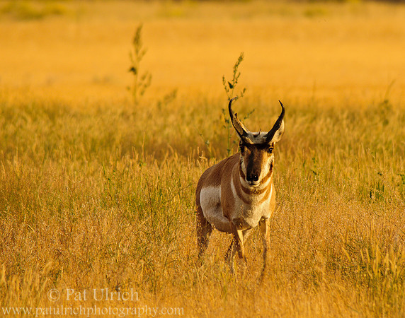 Buck heading my way