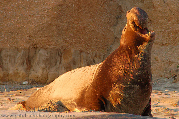Elephant seal at Ano Nuevo