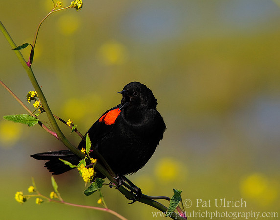 Red-winged blackbird