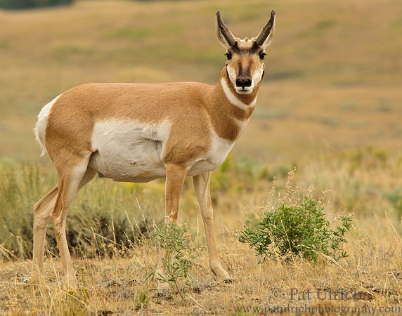 Pronghorn looks my way
