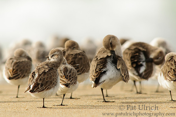 Peeps preening