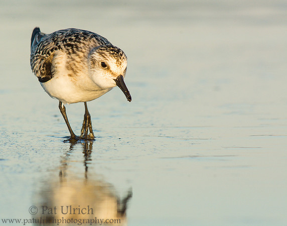 Sanderling on the beach