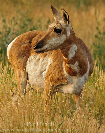 Female pronghorn