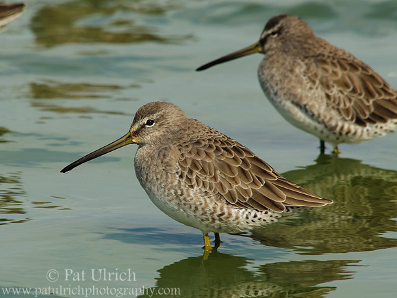 Dowitchers in the pond