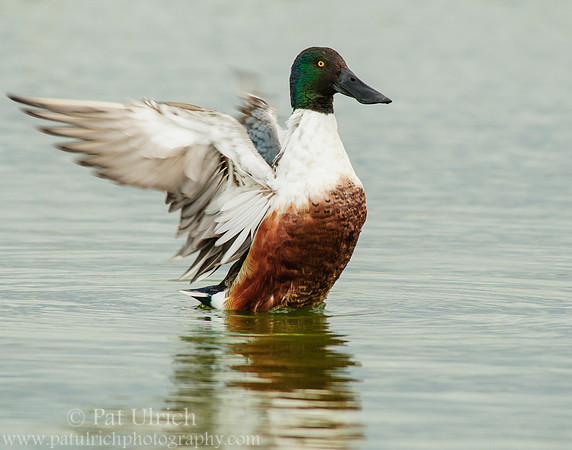 Northern shoveler stretches its wings