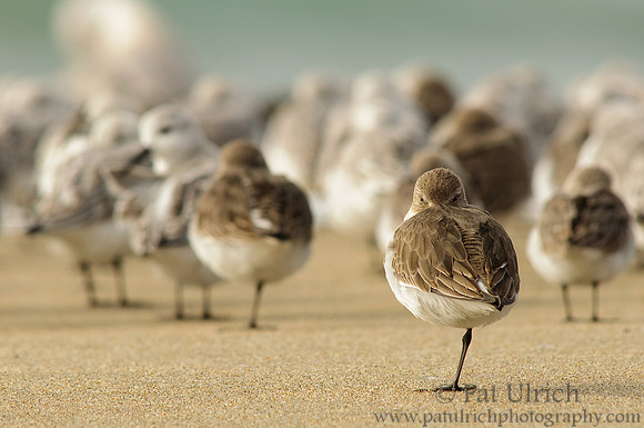 Dunlin at the front