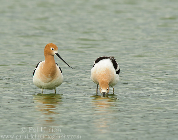 American avocet mating ritual #1