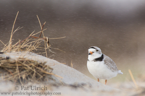 Piping plover shelters from blowing sand