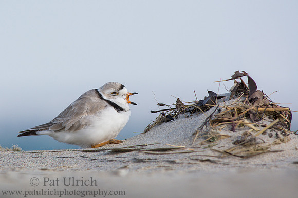 Tired piping plover yawning