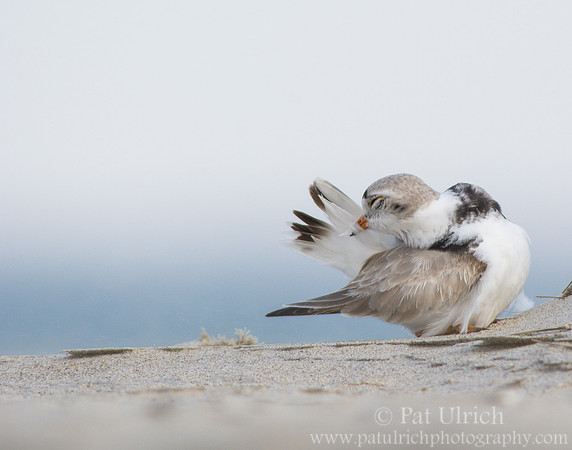 Piping plover preening a tail feather