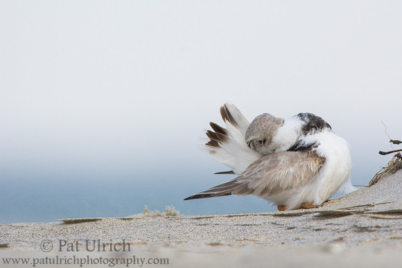 Piping plover preening tail feathers