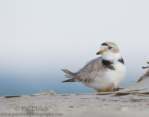 Piping plover looking over its shoulder