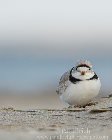 Piping plover resting