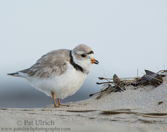Piping plover calling out