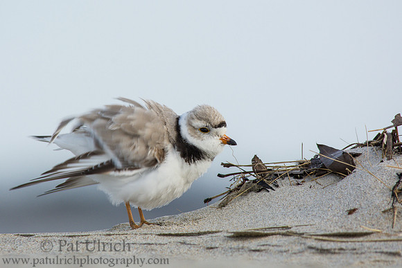 Piping plover ruffling its feathers