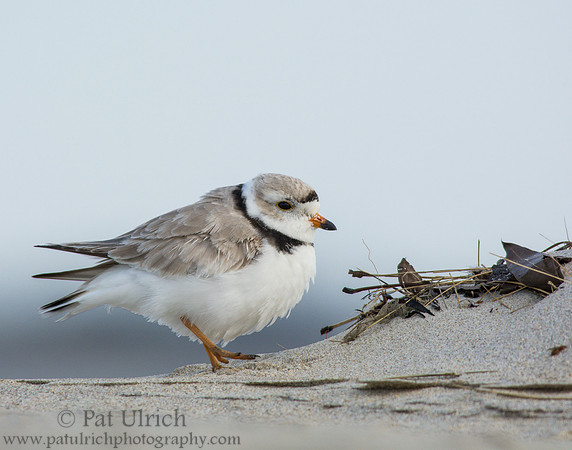 Piping plover walking slowly
