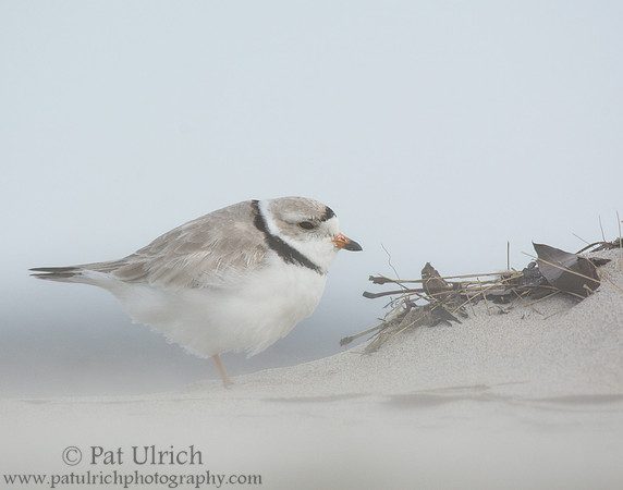 Piping plover in blowing sand