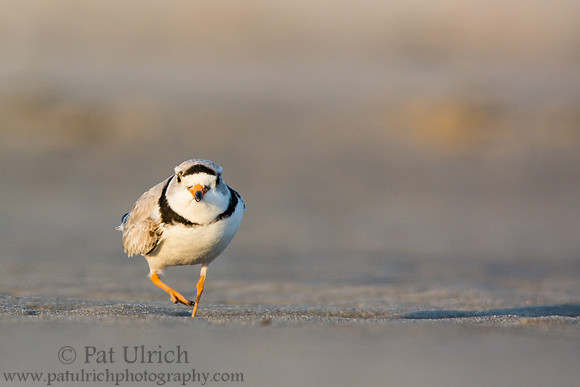 Piping plover at sunset