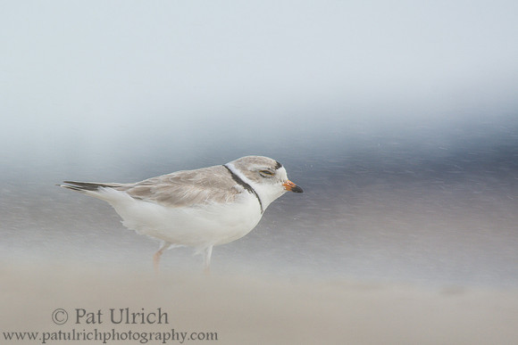Piping plover facing a stiff wind and blowing sand