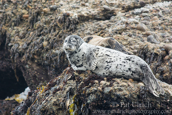 Harbor seal at Point Lobos