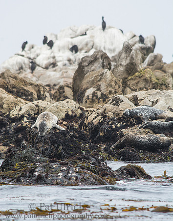 Harbor seal at Point Lobos
