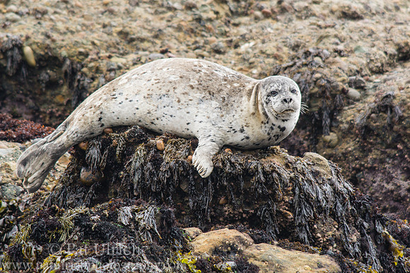 Harbor seal at Point Lobos
