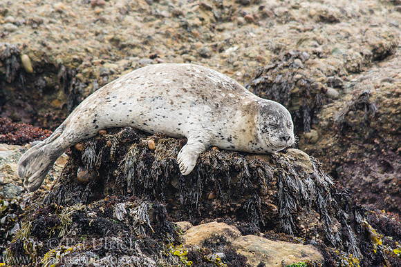 Harbor seal at Point Lobos