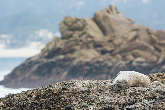 Harbor seal at Point Lobos