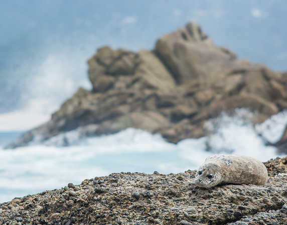 Harbor seal at Point Lobos
