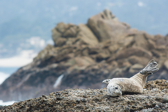 Harbor seal at Point Lobos