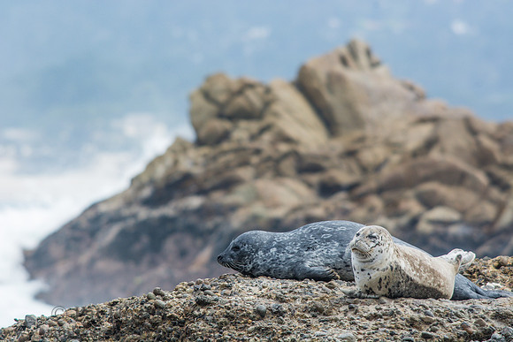 Harbor seal at Point Lobos