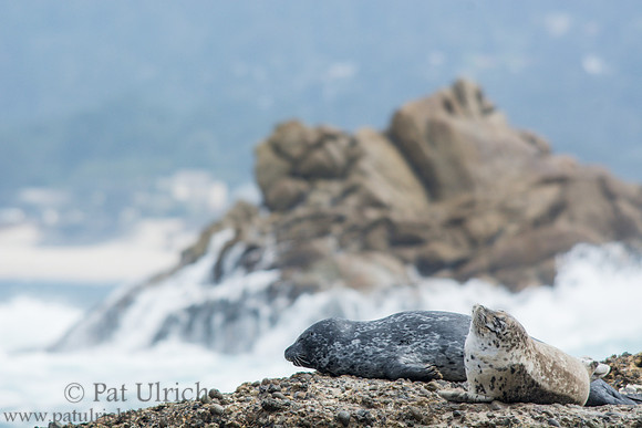 Harbor seal at Point Lobos