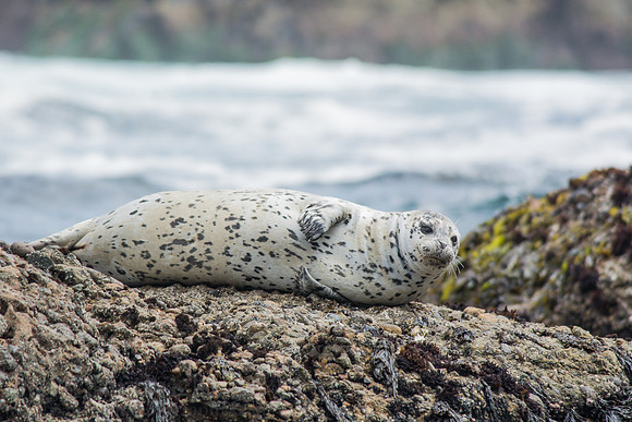 Harbor seal at Point Lobos