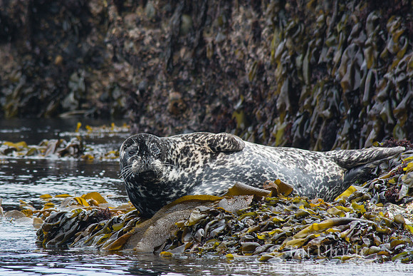 Harbor seal at low tide