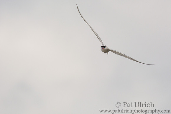 Common tern in flight