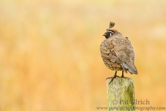 Quail on a rainy day in Point Reyes